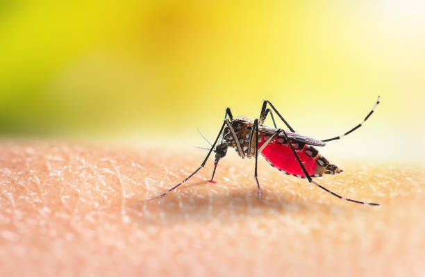 Malaria Mosquito Anopheles - mosquito-borne disease vector