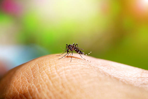 Yellow Fever Mosquito Aedes aegypti vector macro photograph for disease transmission
